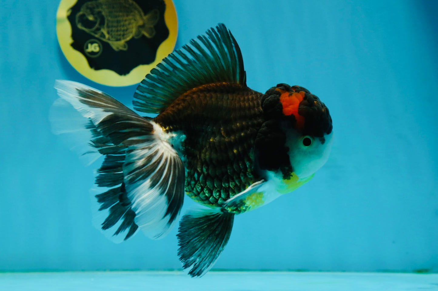 A Grade Tricolor Oranda Male 5.5 inches #120624OR_06