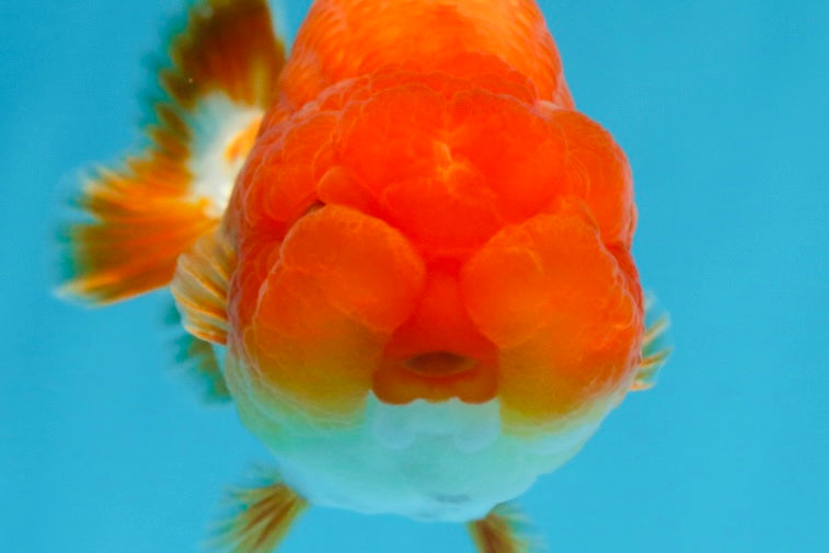 A Grade CHUBBY Red White LionKing 4.5 inches #072525LC_03