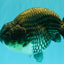 A Grade Blue Ranchu Male 6.5-7 inches #101626RC_24