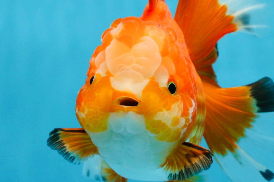 A Grade HAPPY Red White Oranda Female 5.5-6 inches #091925OR_11