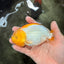 A Grade Orange White LionQueen 5 inches #072426LC_32