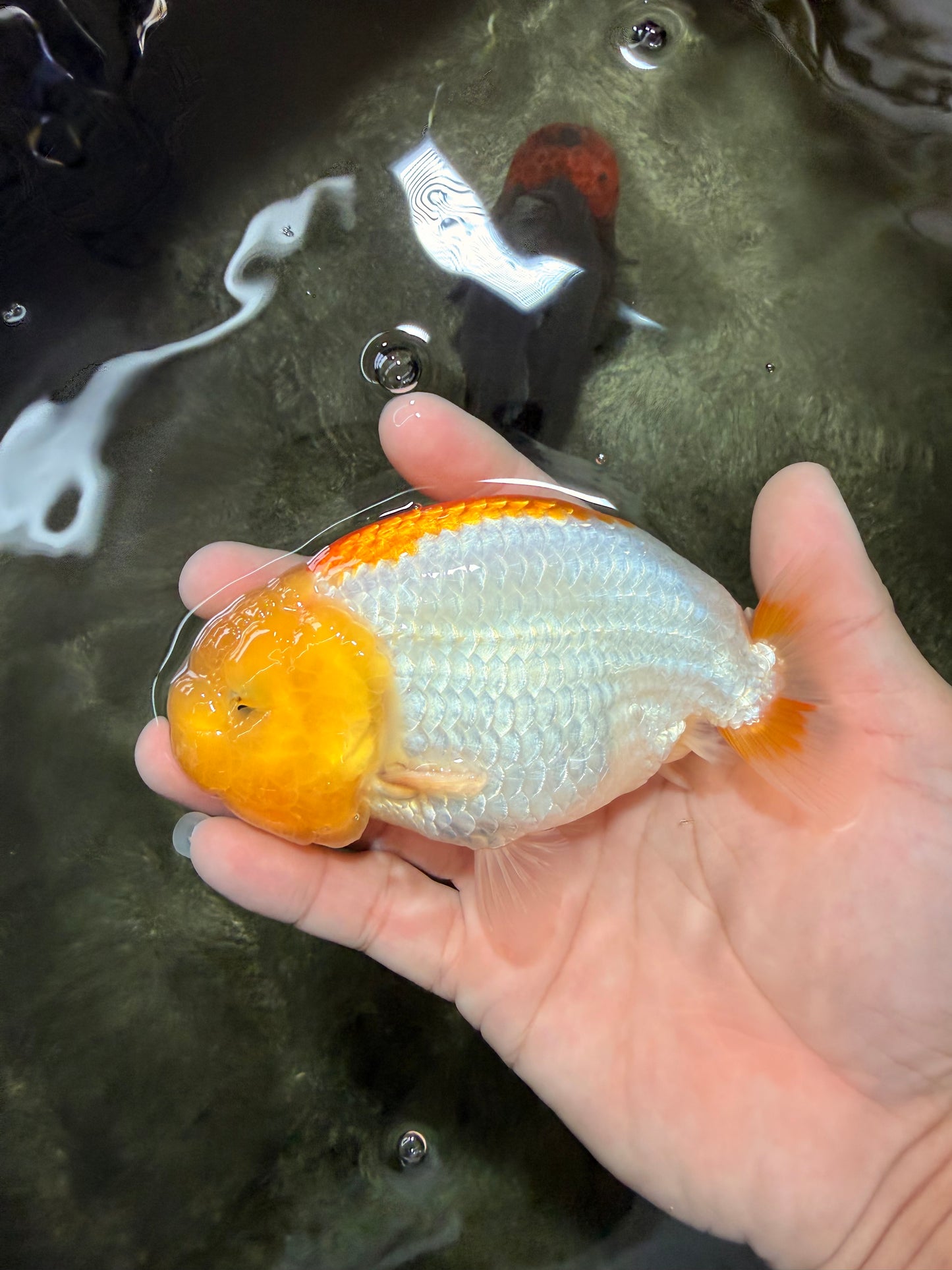 A Grade Orange White LionQueen 5 inches #072426LC_32