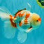 AAA Grade Red White Oranda Male 5.5-6 inches #072426OR_10