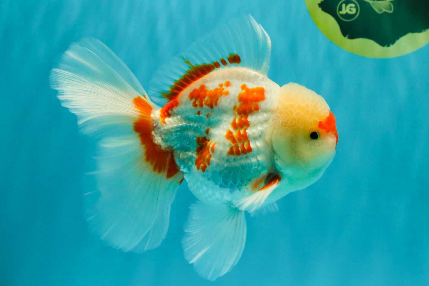 AAA Grade Red White Oranda Male 5.5-6 inches #072426OR_10