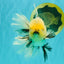 AAA Grade Marble Oranda Male 6.5-7 inches #070626OR_09