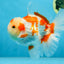 AAA Grade ADORABLE Red White Oranda Male 6 inches #090525OR_08