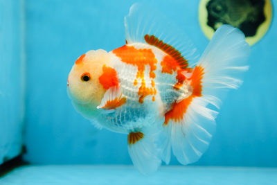 AAA Grade ADORABLE Red White Oranda Male 6 inches #090525OR_08