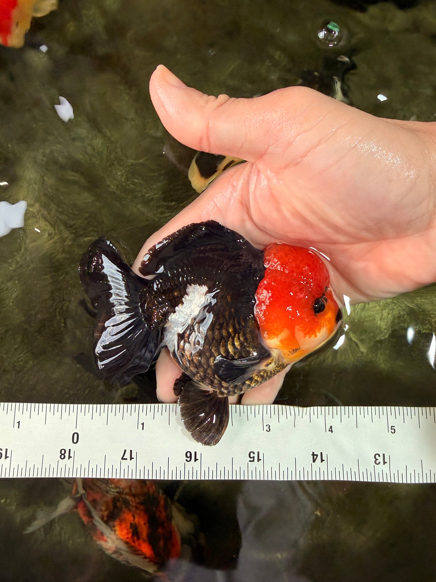 A Grade Red Head Button Eyes Tricolor Yuanbao Male 4-4.5 inches #031326YB_16