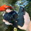 A Grade Black Oranda Male 5-5.5 inches #101626OR_02