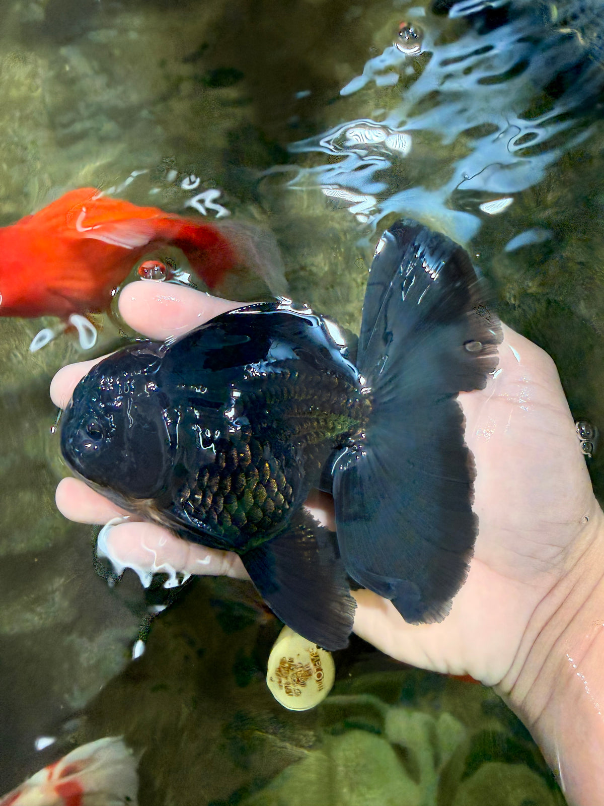 A Grade Black Oranda Male 5-5.5 inches #101626OR_02