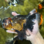 A Grade Pompom Tricolor Oranda Female 6.5 inches #112224OR_20