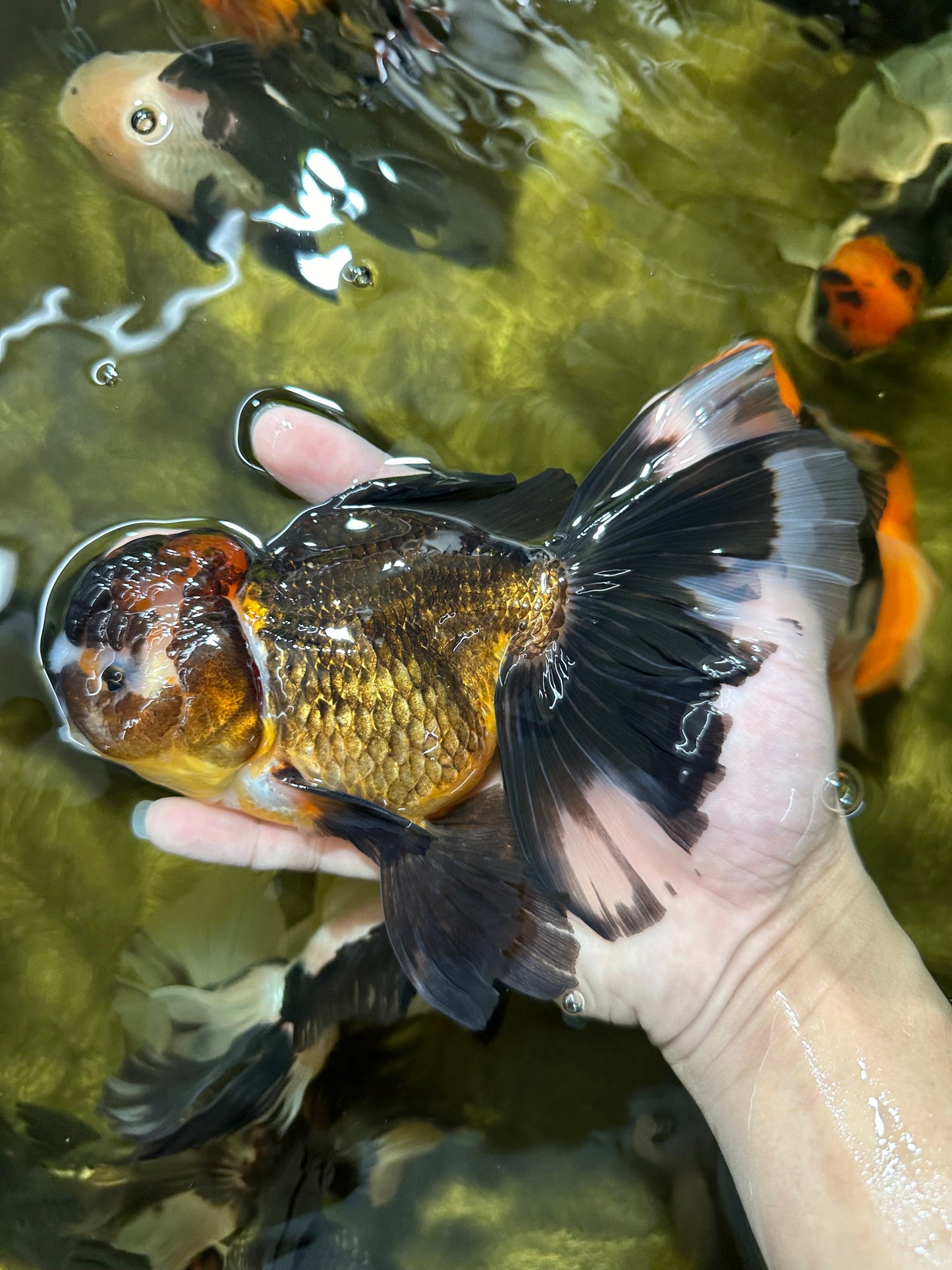 A Grade Pompom Tricolor Oranda Female 6.5 inches #112224OR_20