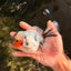 Marble Oranda Male 5.5 inches #071026OR_35