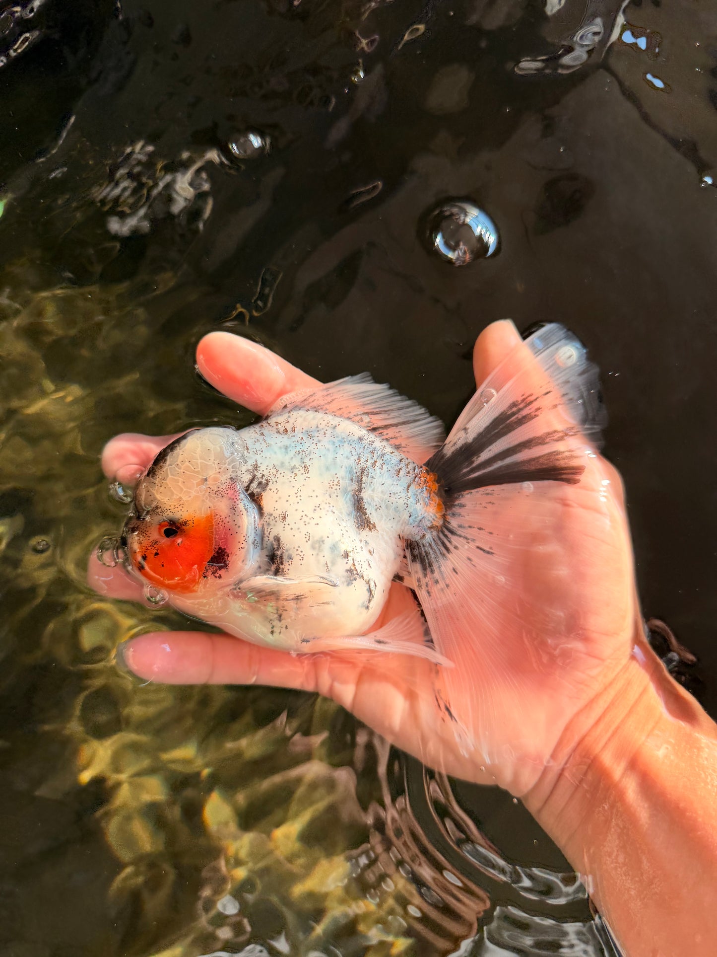 Marble Oranda Male 5.5 inches #071026OR_35