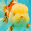 FLUFFY A Grade Red White Oranda Male 6-6.5 inches #071026OR_28