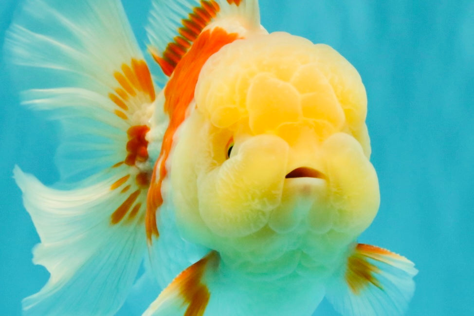 FLUFFY A Grade Red White Oranda Male 6-6.5 inches #071026OR_28