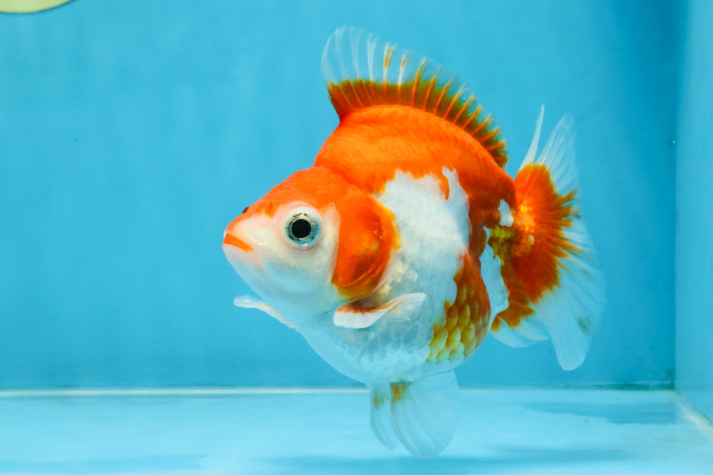 A Grade Red White Ryukin Female 4.5 inches #111425RK_09