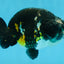 SPECIAL PANDA A Grade Ink Chinese Ranchu Male 4.5 inches #120525RC_05