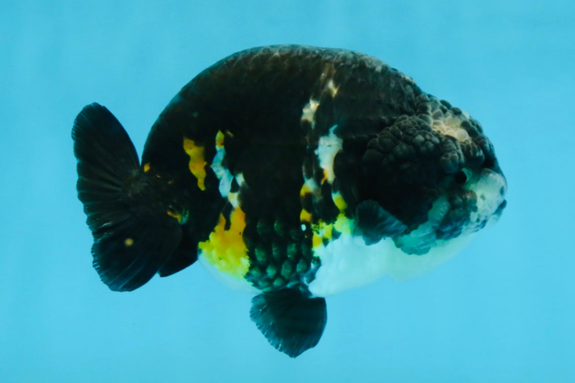 SPECIAL PANDA A Grade Ink Chinese Ranchu Male 4.5 inches #120525RC_05