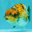 CHUBBY AAA Grade Chonky Special Tricolor Tiger LionQueen Female 4-4.5 inches #061926LC_12