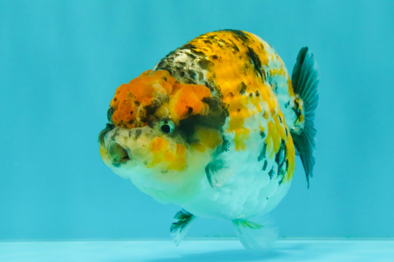 CHUBBY AAA Grade Chonky Special Tricolor Tiger LionQueen Female 4-4.5 inches #061926LC_12