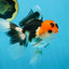 A Grade Tricolor Oranda Male 5 inches #082225OR_20