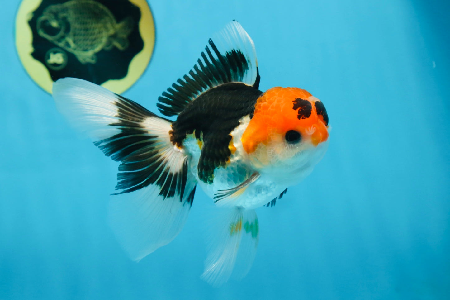 A Grade Tricolor Oranda Male 5 inches #082225OR_20