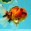 CHARLIE A Grade Tiger Oranda Male 7 inches #100926OR_10