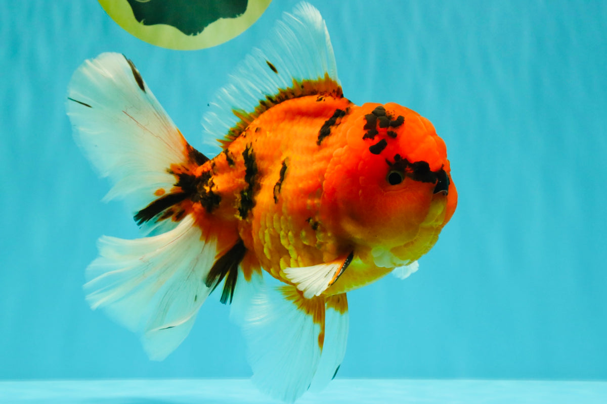CHARLIE A Grade Tiger Oranda Male 7 inches #100926OR_10
