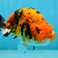A Grade Tiger Ranchu Male 5 inches #062725LC_04