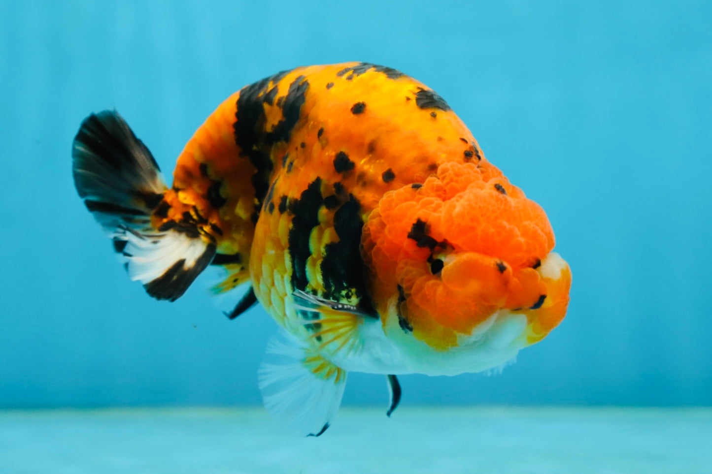 A Grade Tiger Ranchu Male 5 inches #062725LC_04