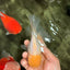 AAA Grade White Oranda Male 5.5 inches #072426OR_13