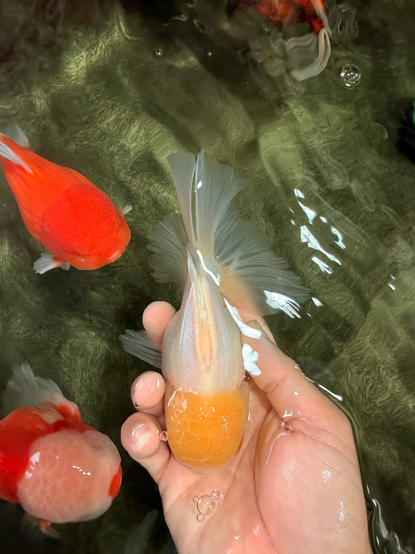 AAA Grade White Oranda Male 5.5 inches #072426OR_13
