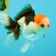 CLOWN A Grade Tricolor Oranda Male 5-5.5 inches #032026OR_14