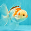 A Grade Red White Oranda Male 6 inches #071726OR_29