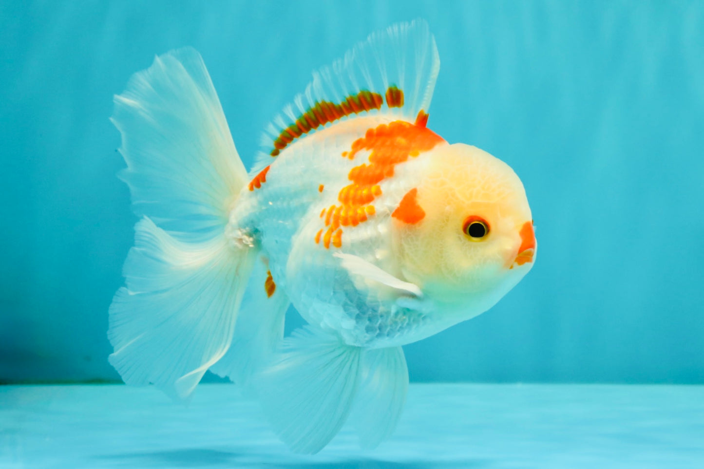 A Grade Red White Oranda Male 6 inches #071726OR_29