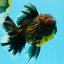 AAA Grade Godzilla Tiger Oranda Male 6.5 inches #022726OR_11
