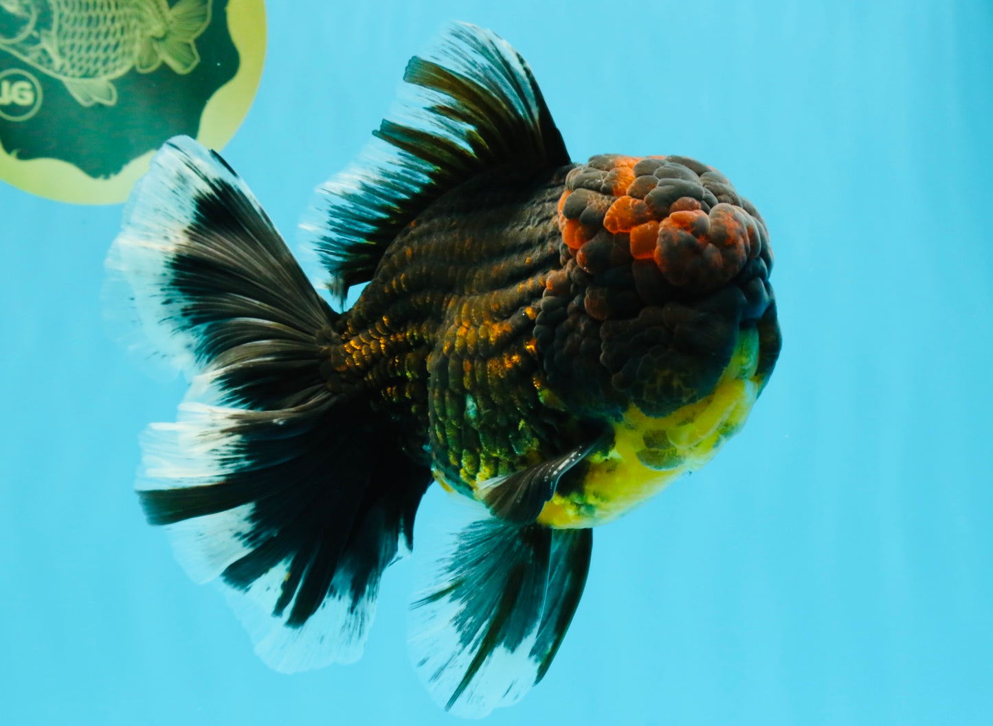 AAA Grade Godzilla Tiger Oranda Male 6.5 inches #022726OR_11