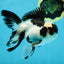 A Grade Panda Oranda Male 4.5 inches #010325OR_08