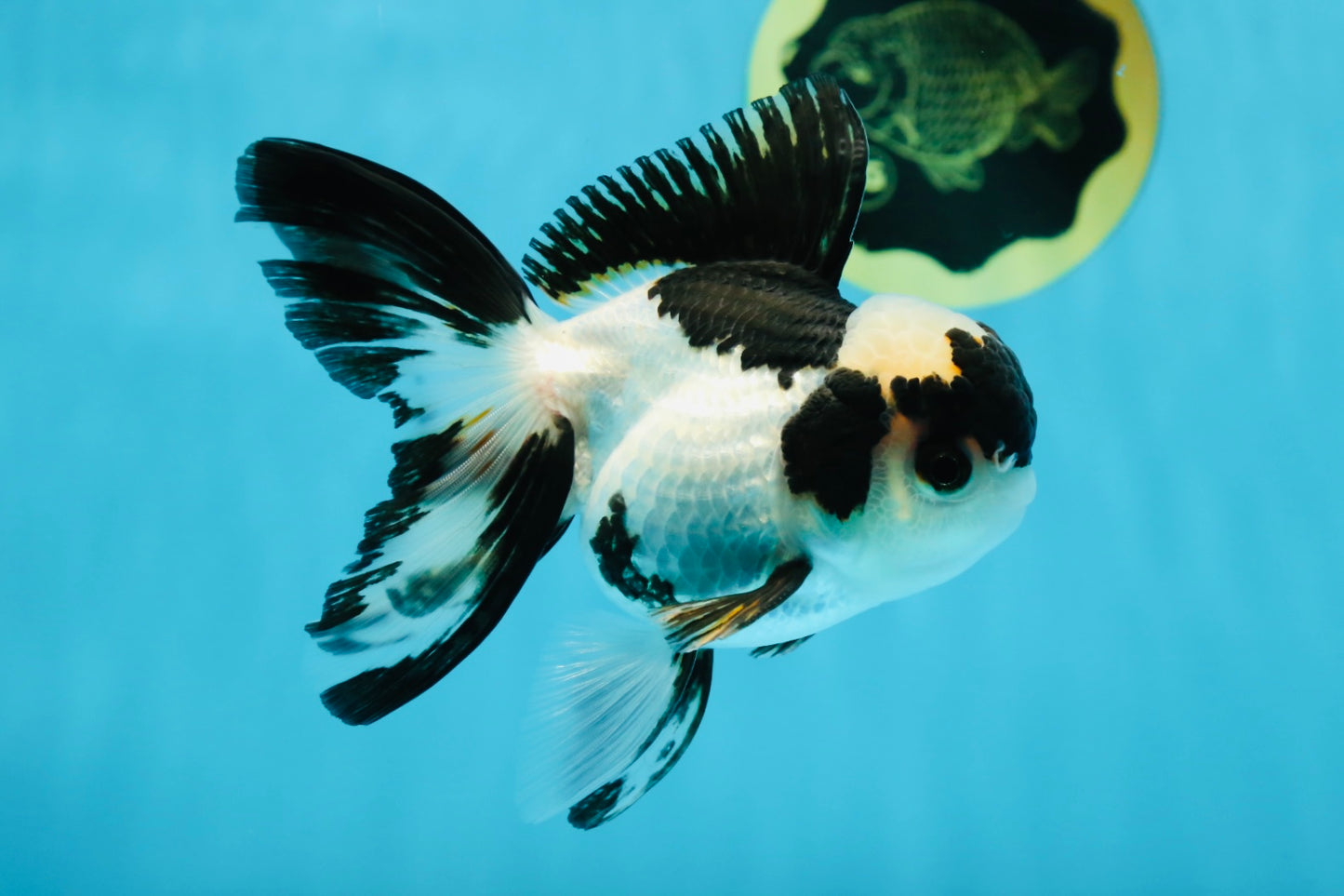 A Grade Panda Oranda Male 4.5 inches #010325OR_08