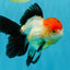 Tricolor Oranda Female 5-5.5 inches #041026OR_06