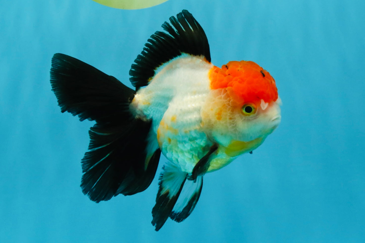 Tricolor Oranda Female 5-5.5 inches #041026OR_06