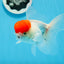 Oranda mâle à casquette rouge de catégorie A, 4,5 pouces #0913OR_05