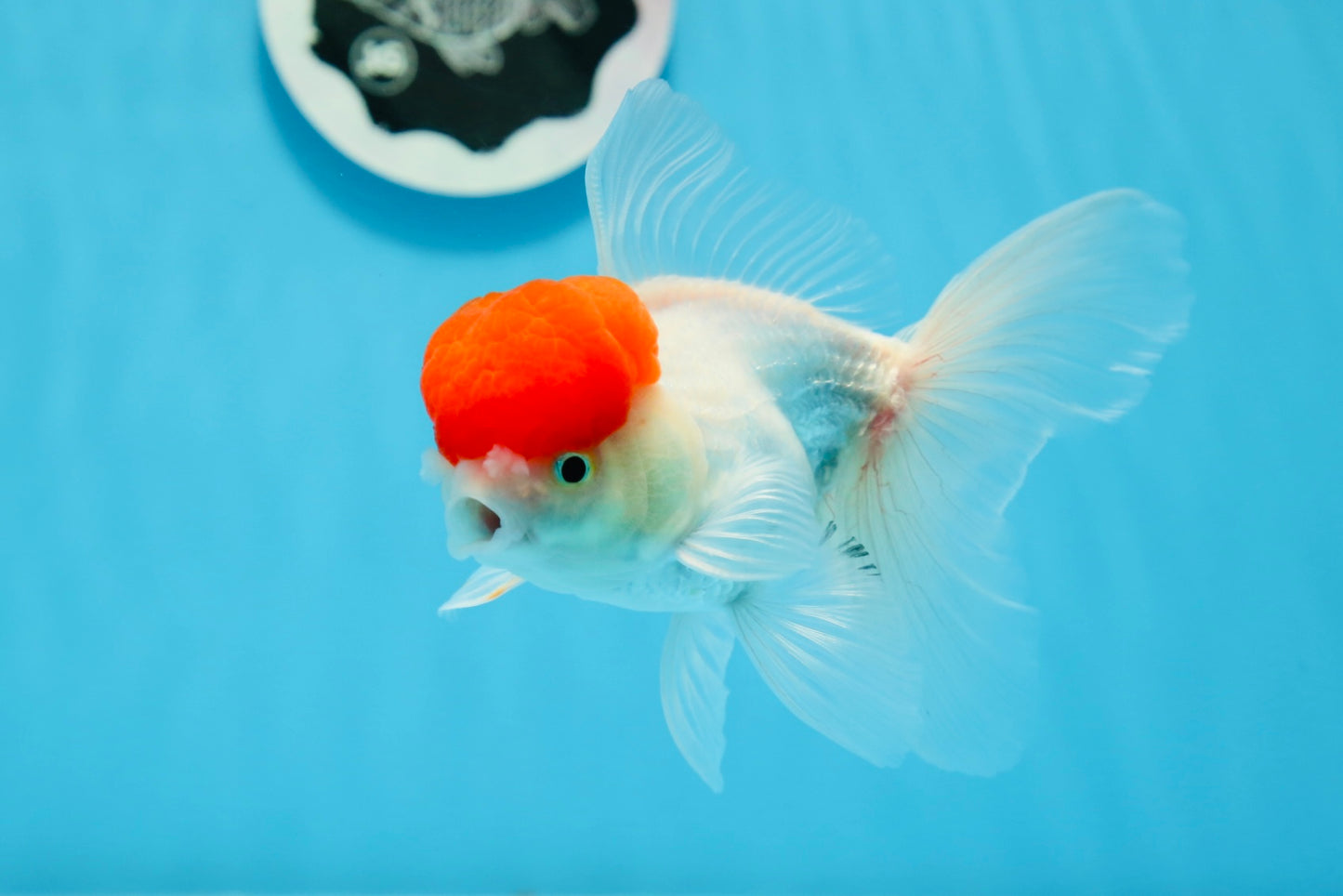 Oranda macho de gorra roja de grado A de 4,5 pulgadas n.º 0913OR_05