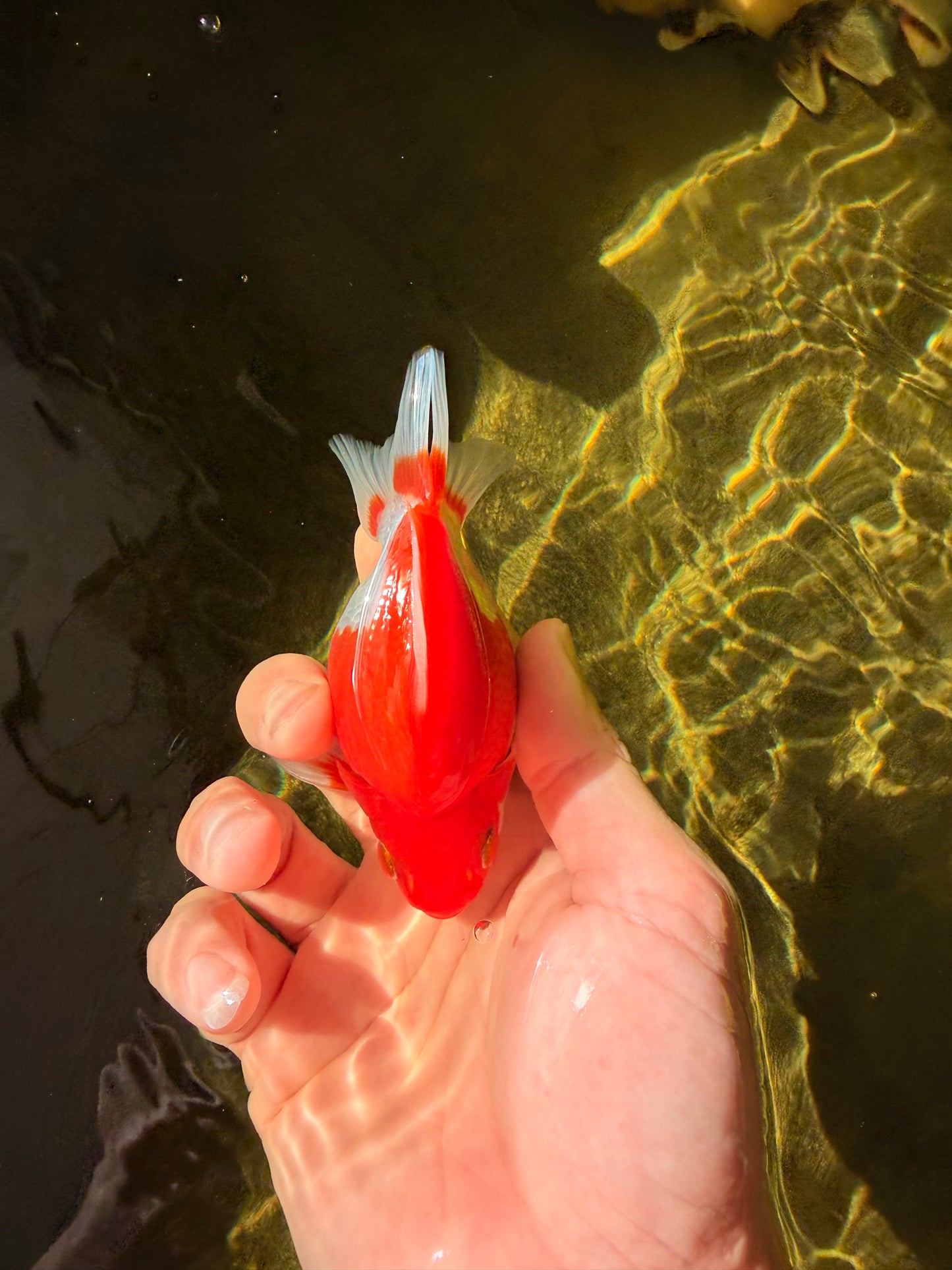 A Grade Red White Ryukin Male 4 inches #032726RK_27