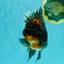 GIANT AAA Grade Red Head Kirin Oranda Male 7-7.5  inches #070326OR_05