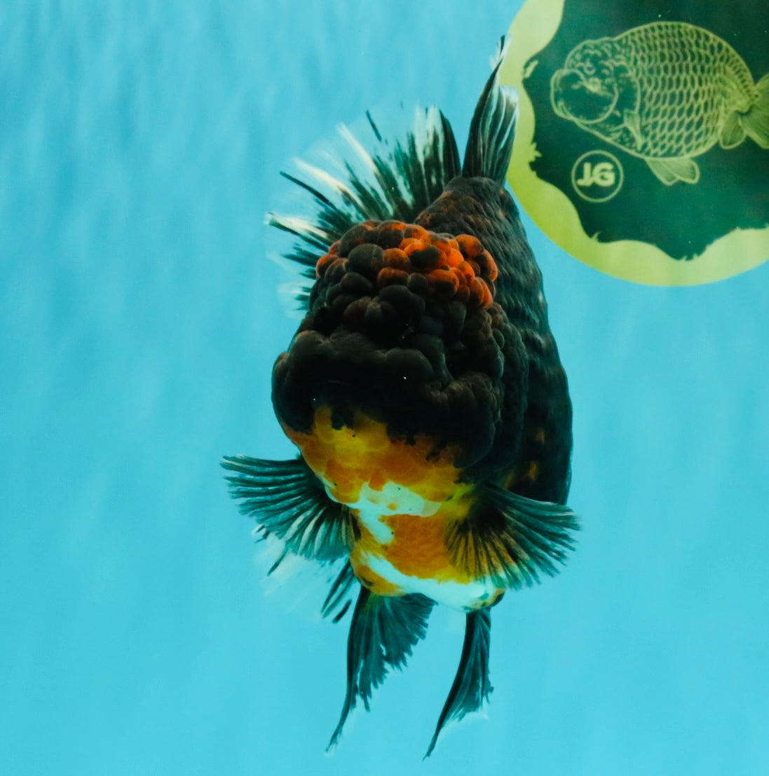 GIANT AAA Grade Red Head Kirin Oranda Male 7-7.5  inches #070326OR_05