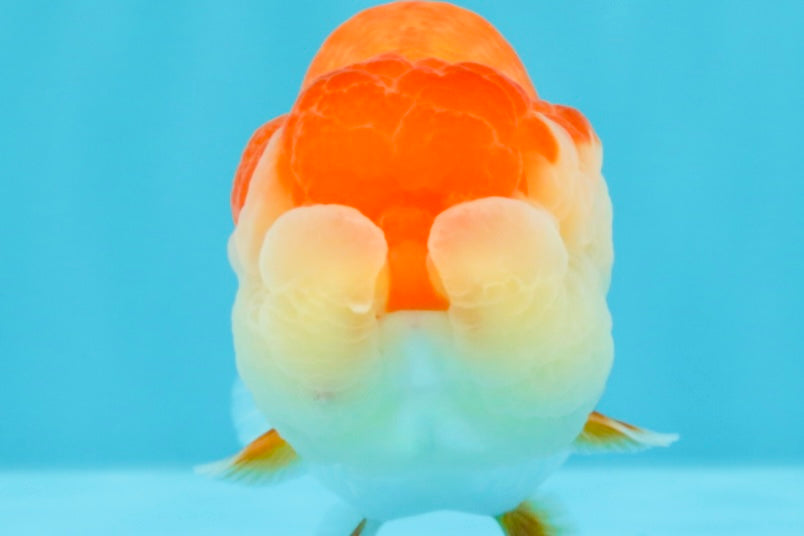 AAA Grade Peekaboo Dragon Head Red White LionQueen 4.5 inches #022726LC_27