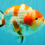 AAA Grade Super Special Sanke Kohaku Sakura Ranchu Female 6-6.5 inches #100226RC_25