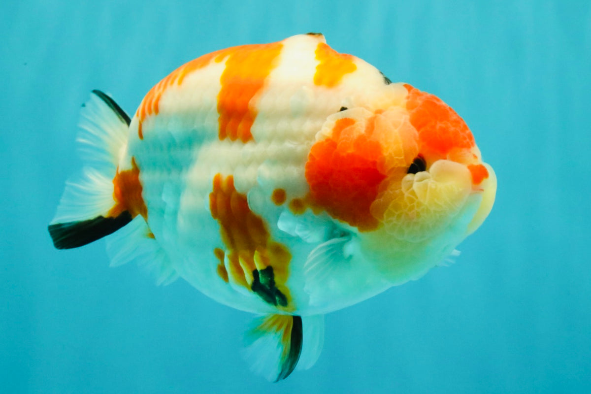 AAA Grade Super Special Sanke Kohaku Sakura Ranchu Female 6-6.5 inches #100226RC_25